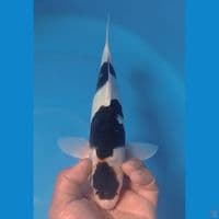 GOROMO 32CM