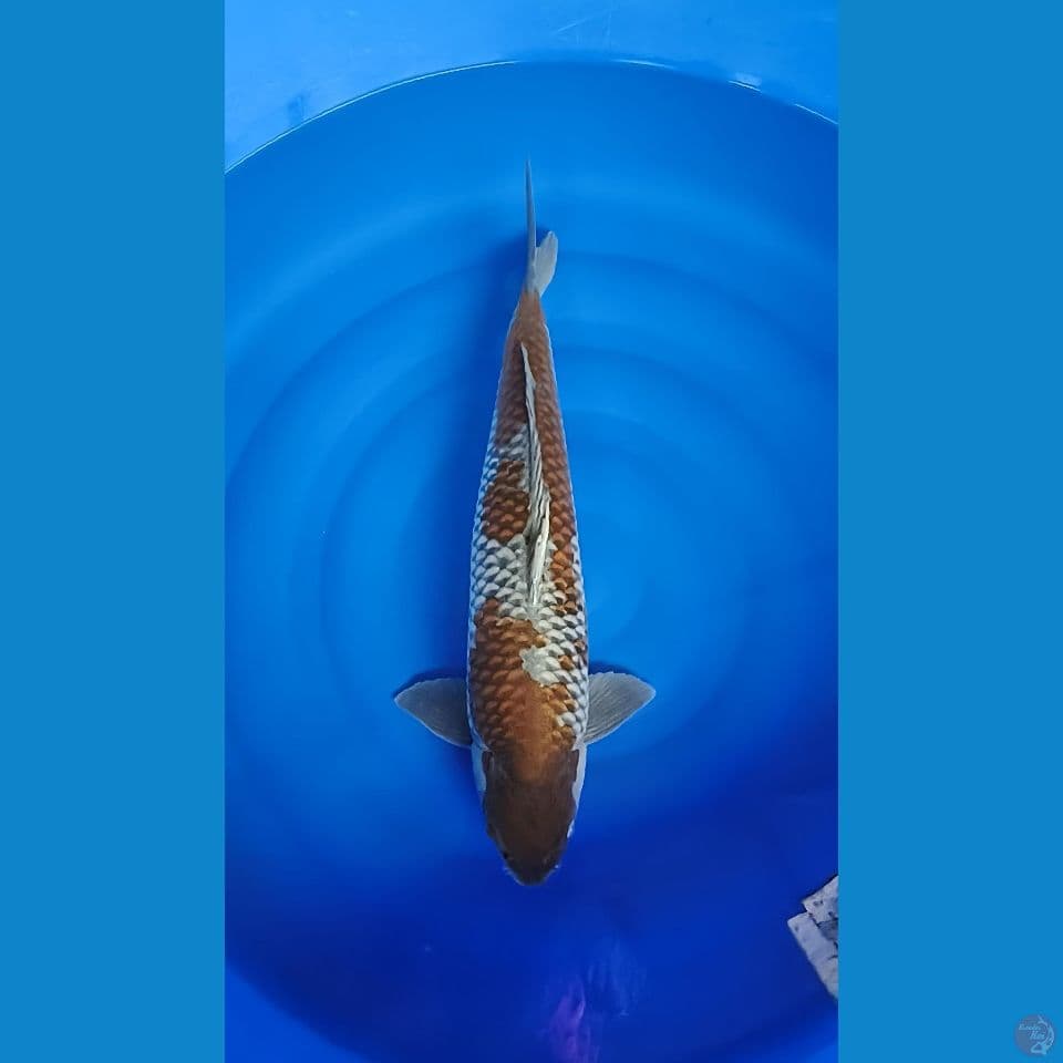 ochiba 55cm male 