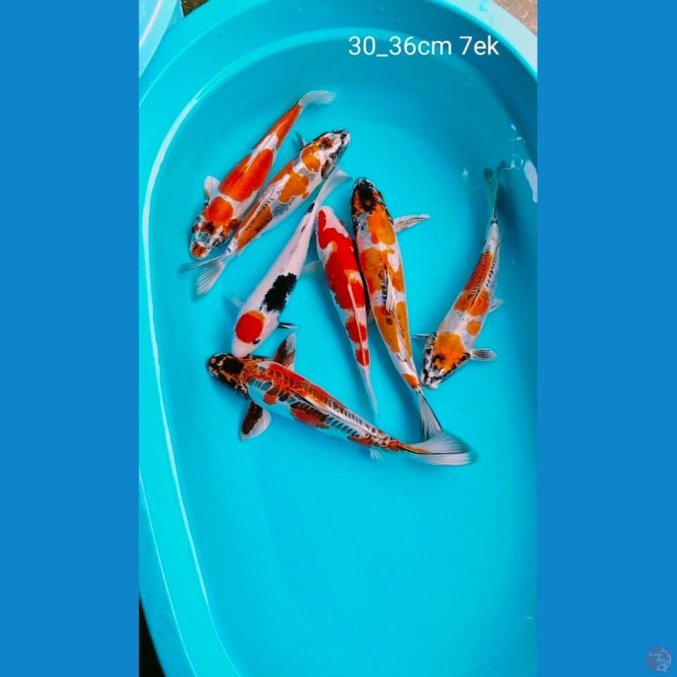ciamik  30_36cm 7ek