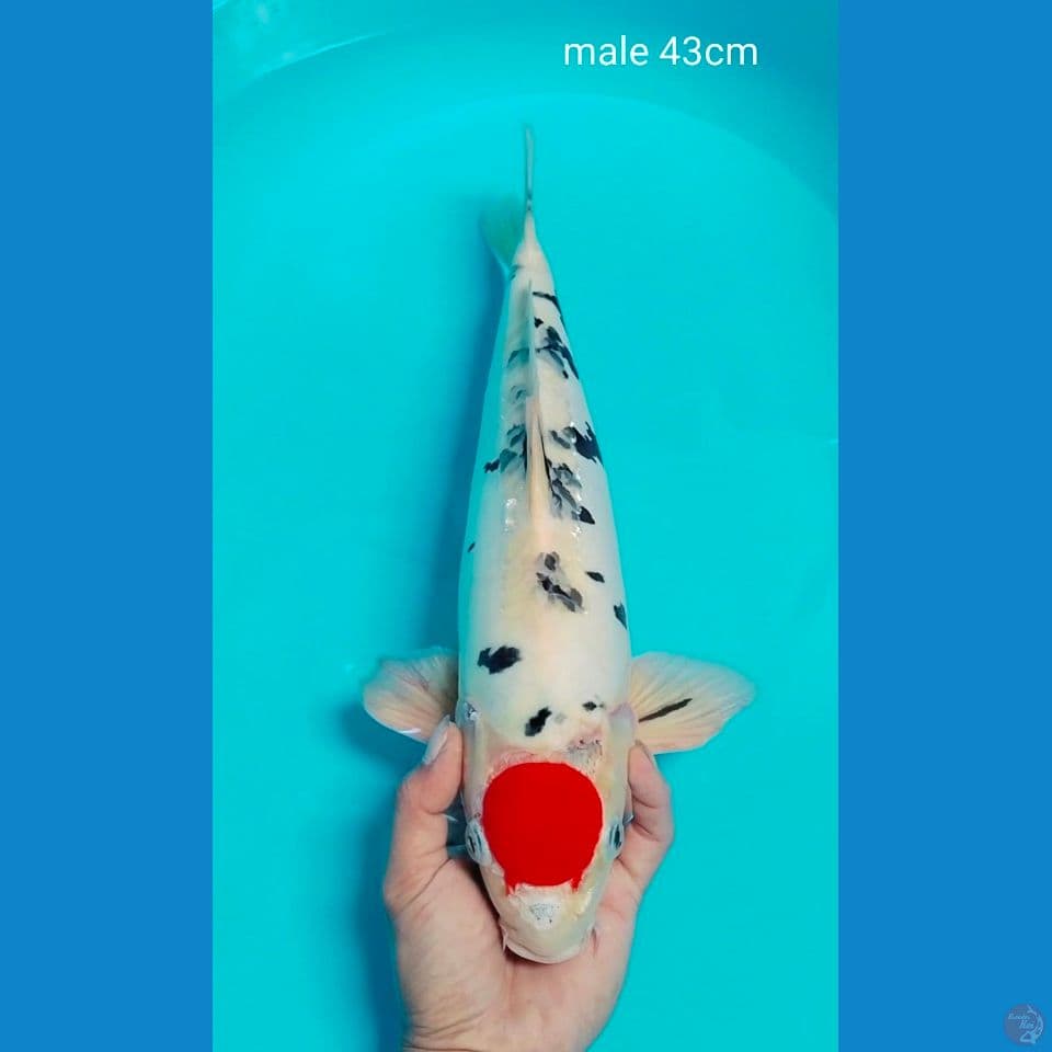 doitsu male 43cm