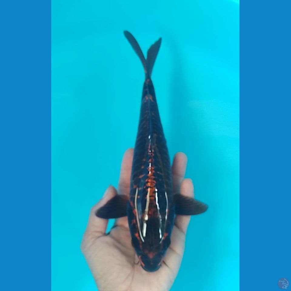 bleck mukasi aragoke size : 26cm