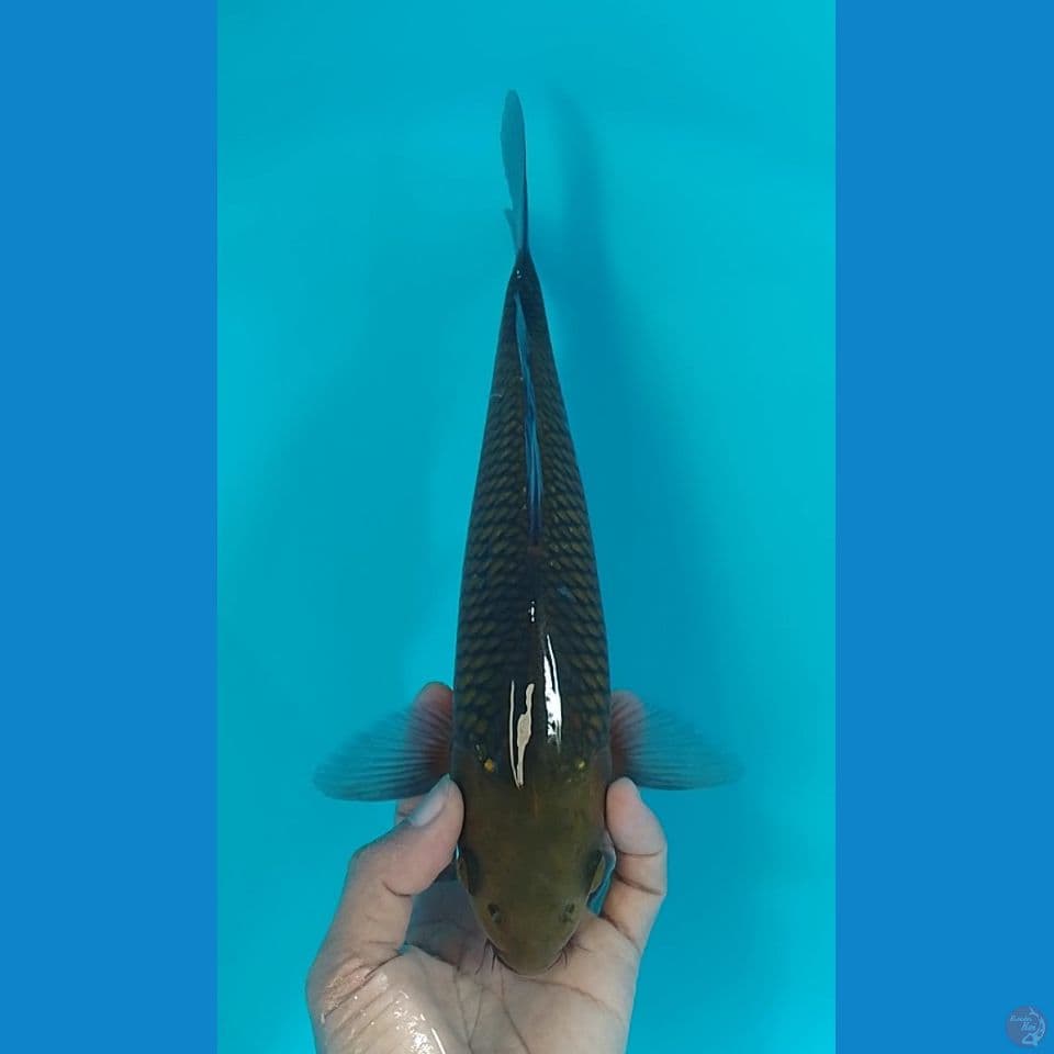 chagoi size : 28cm