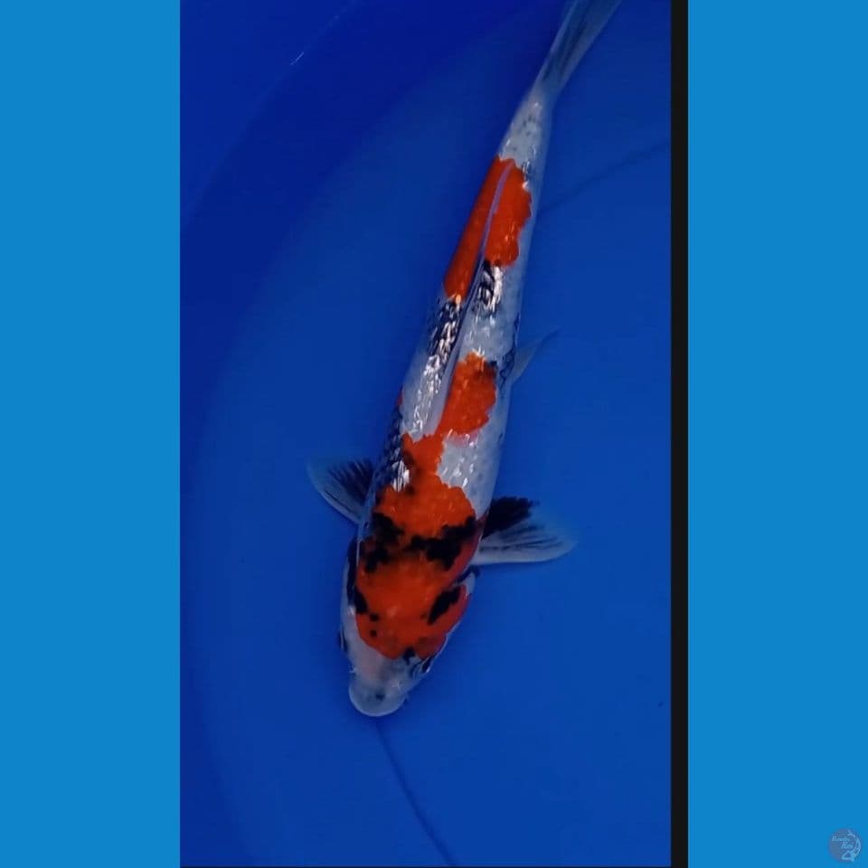 SHOWA GINRIN 30cm