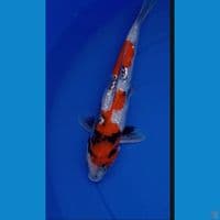SHOWA GINRIN 30cm