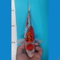 MARUTEN 36CM
