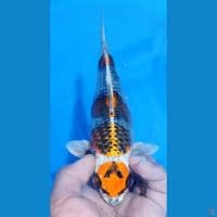 SB GINGA 25CM
