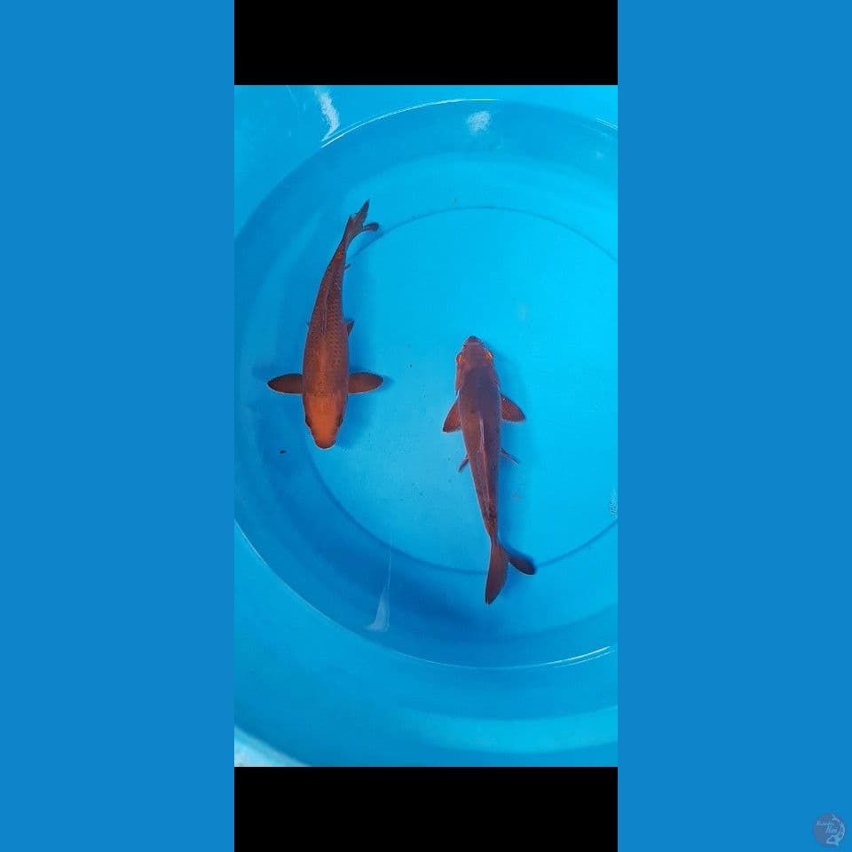 DUO CHAGOI PENJINAK KOLAM