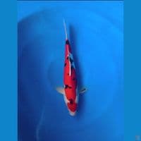 sanke doit 36cm male