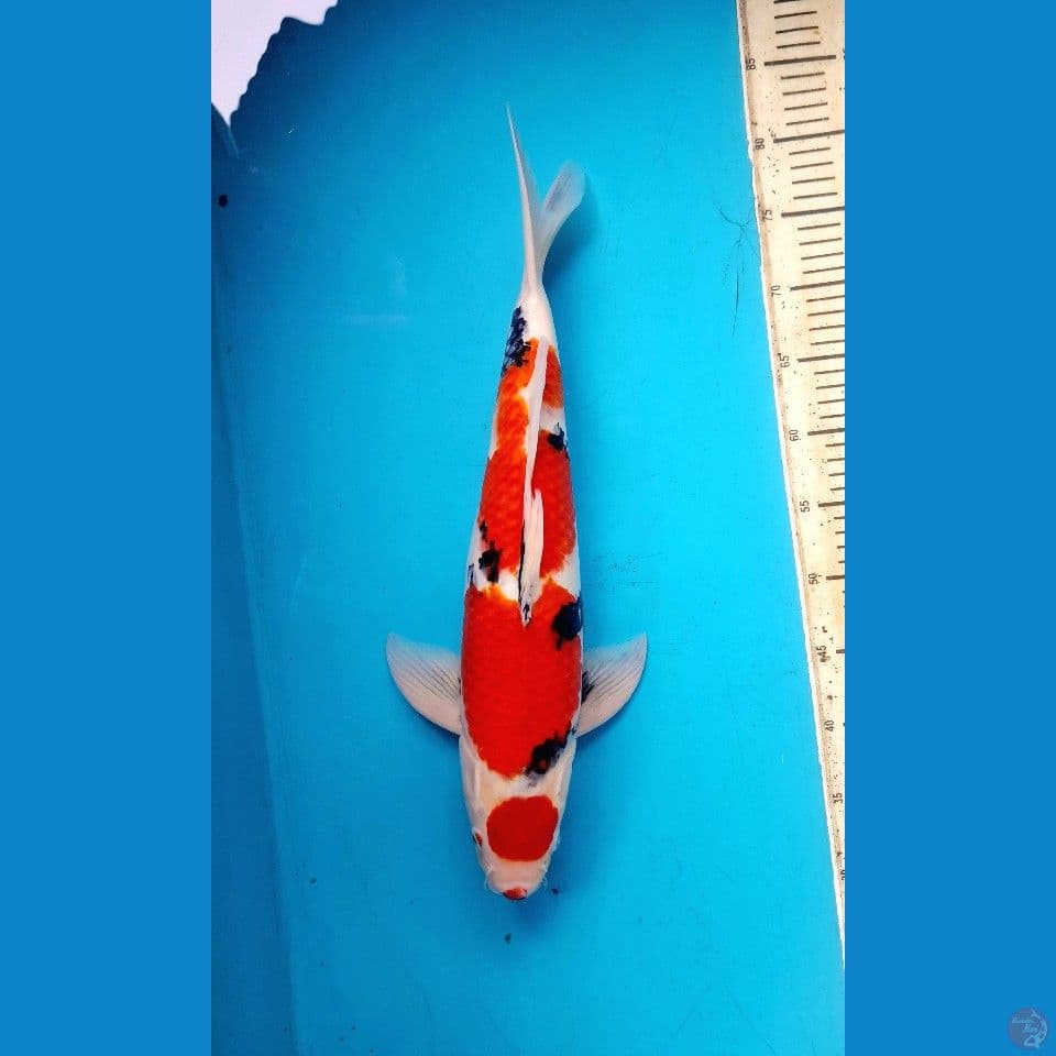 48cm Maruten showa Male