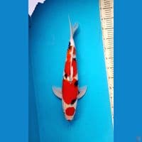 48cm Maruten showa Male