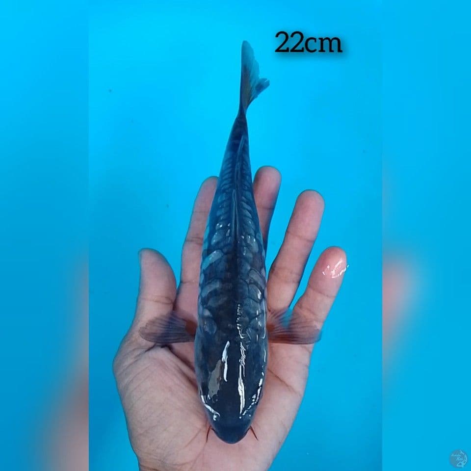doitsu aragoke dize : 22cm