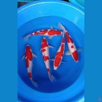 Kohaku 5 ekor 35-40cm