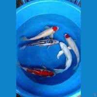mix koi
