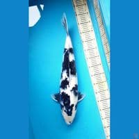 56cm Shiro utsuri Female