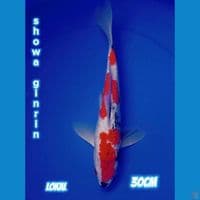 SHOWA GINRIN HQ 30cm