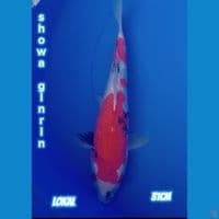 SHOWA GINRIN 31cm