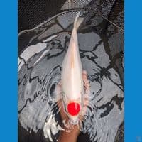 tanco kohaku punok 35 cm