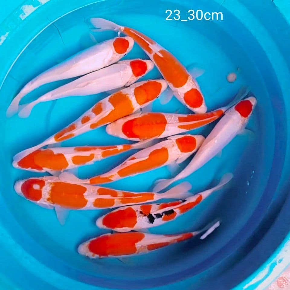 2sisek 9doit 23_30cm
