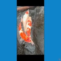 Jumbo 44-47cm 3 ekor