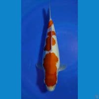 KOHAKU STEP 3 