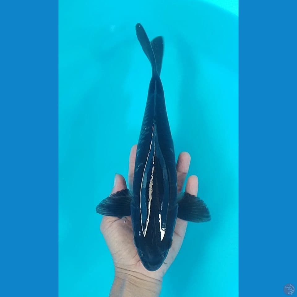 bleck chagoi 30cm.m
