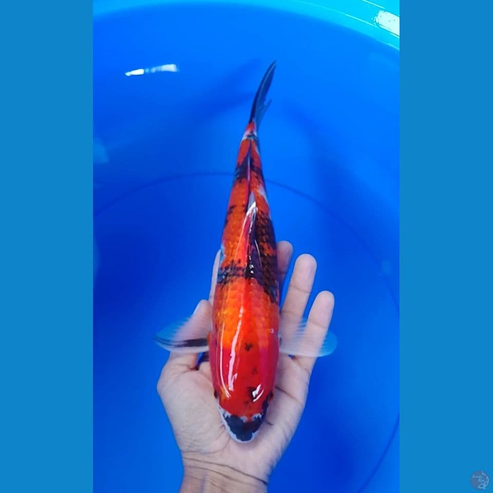 hi showa 31cm