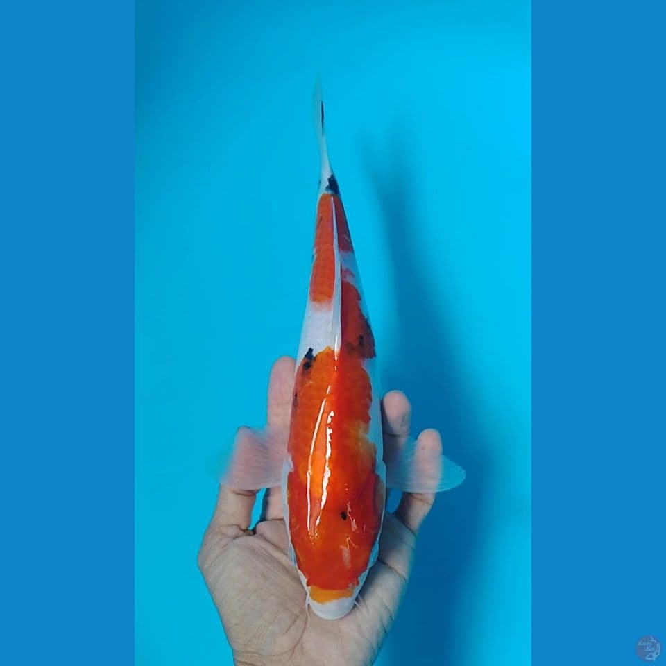 sanke 28cm