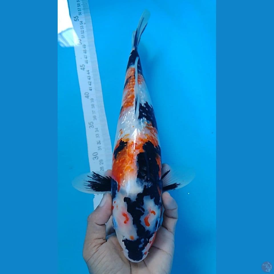 showa 37cm
