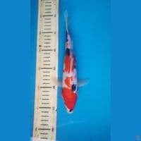showa, 25cm