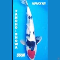 TANCHO SHOWA 33cm
