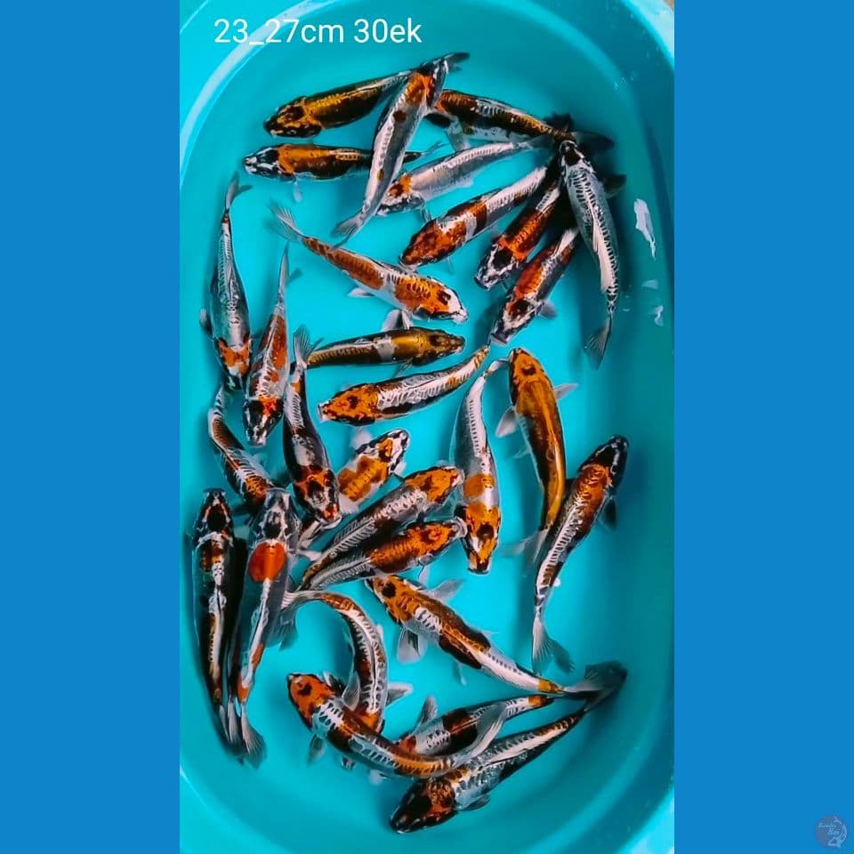benikikokuryu 23_27cm 30ek