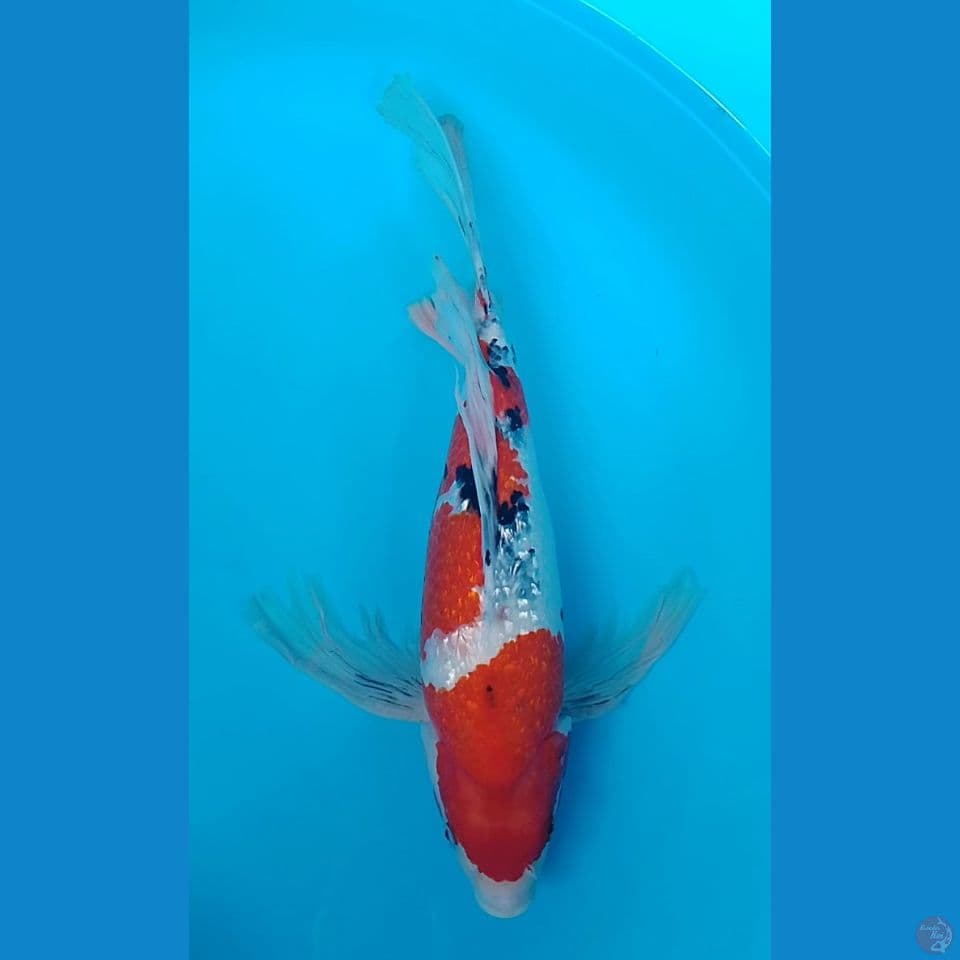 kumpay sanke : 40 cm