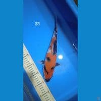 showa 33cm
