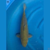 44cm male - soragoi 