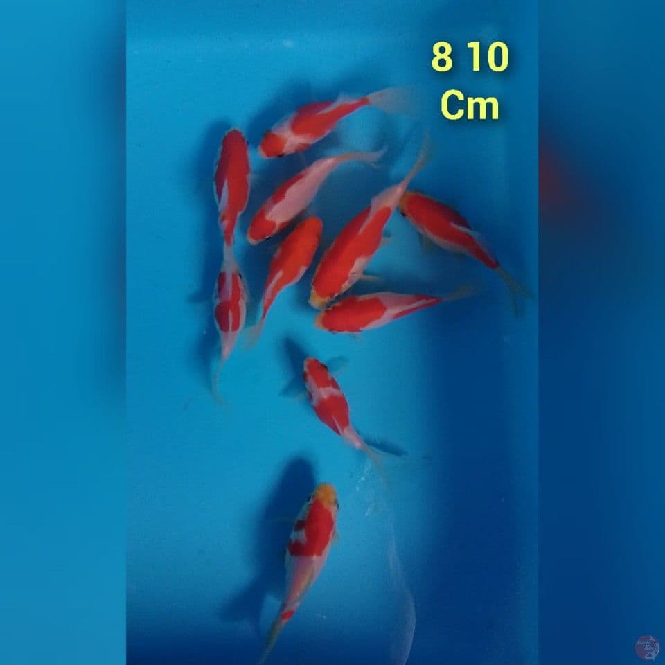 tamasaba 8 10 cm 