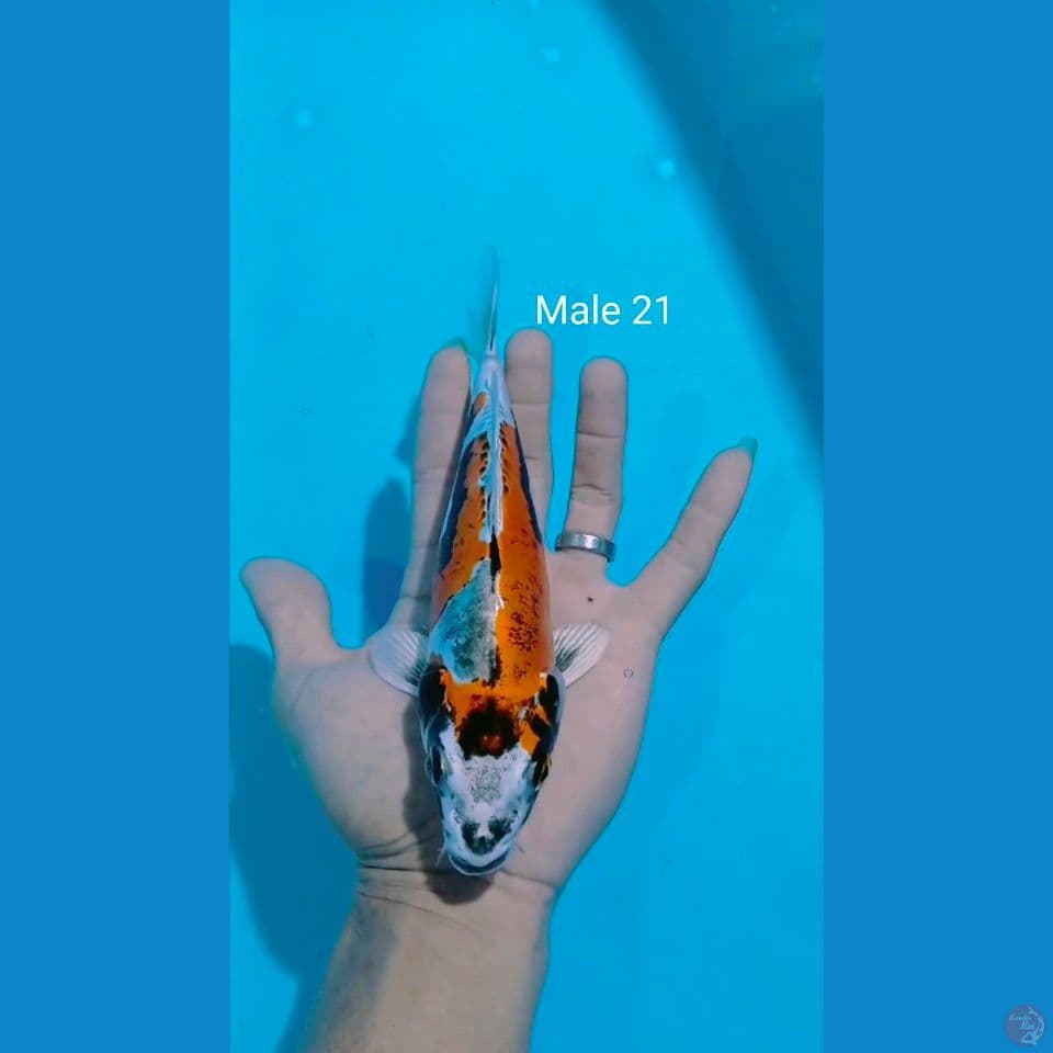 benikikuk male 21