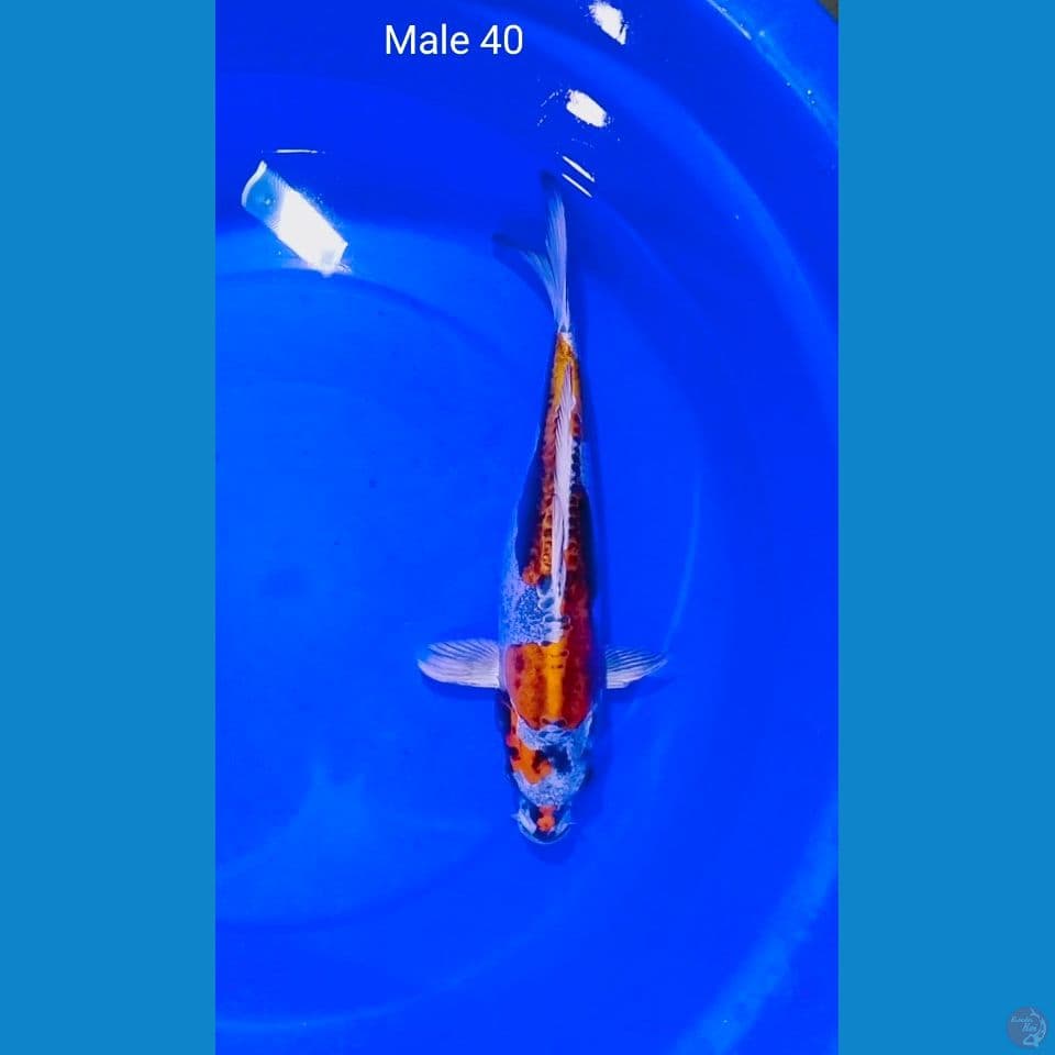 benikiko male 40cm