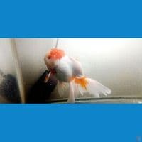 redcap konde 15cm