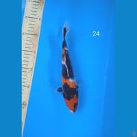 showa 24cm