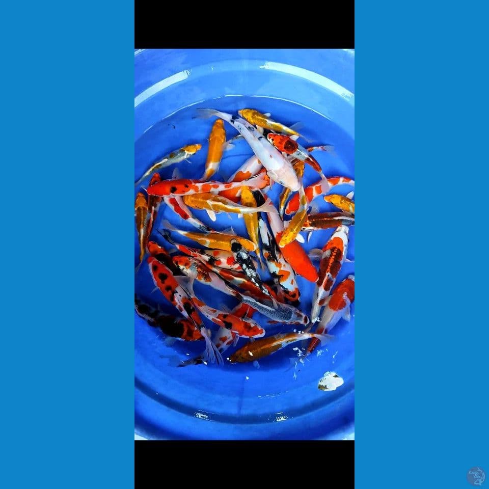 paket mix nano nano 16-25up rata 20-25cm 35 ekor
