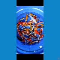 paket mix nano nano 16-25up rata 20-25cm 35 ekor