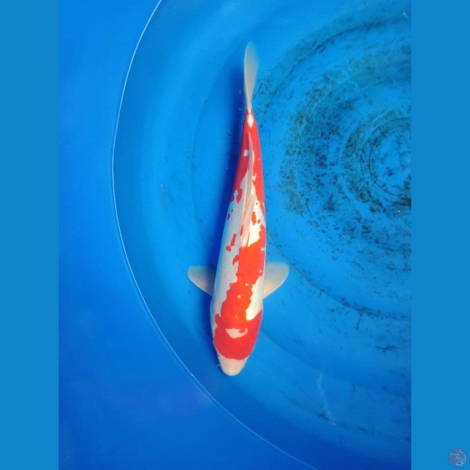 kohaku doitsu murni 40cm