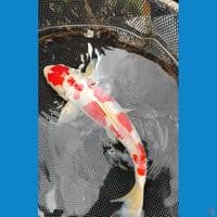 kohaku aragoke 30up