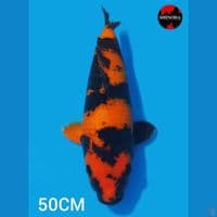 HIU SHINODA MALE 50CM BODY BAGUS BERPUNUK 