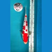 SQ Kohaku 
