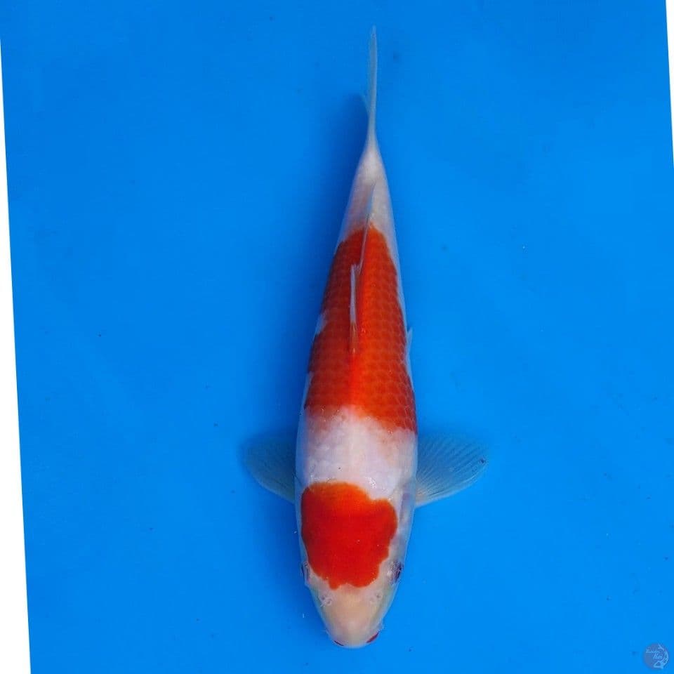 Ogata Kohaku 