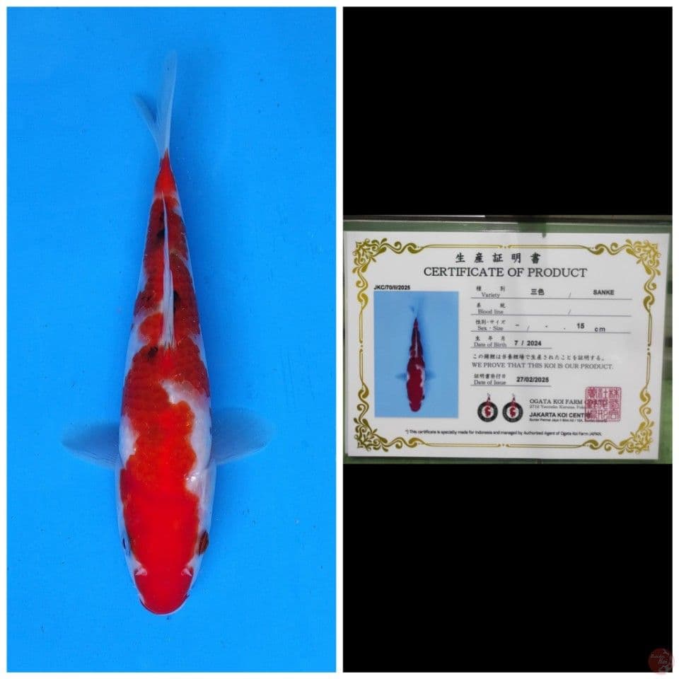 Ogata Sanke 