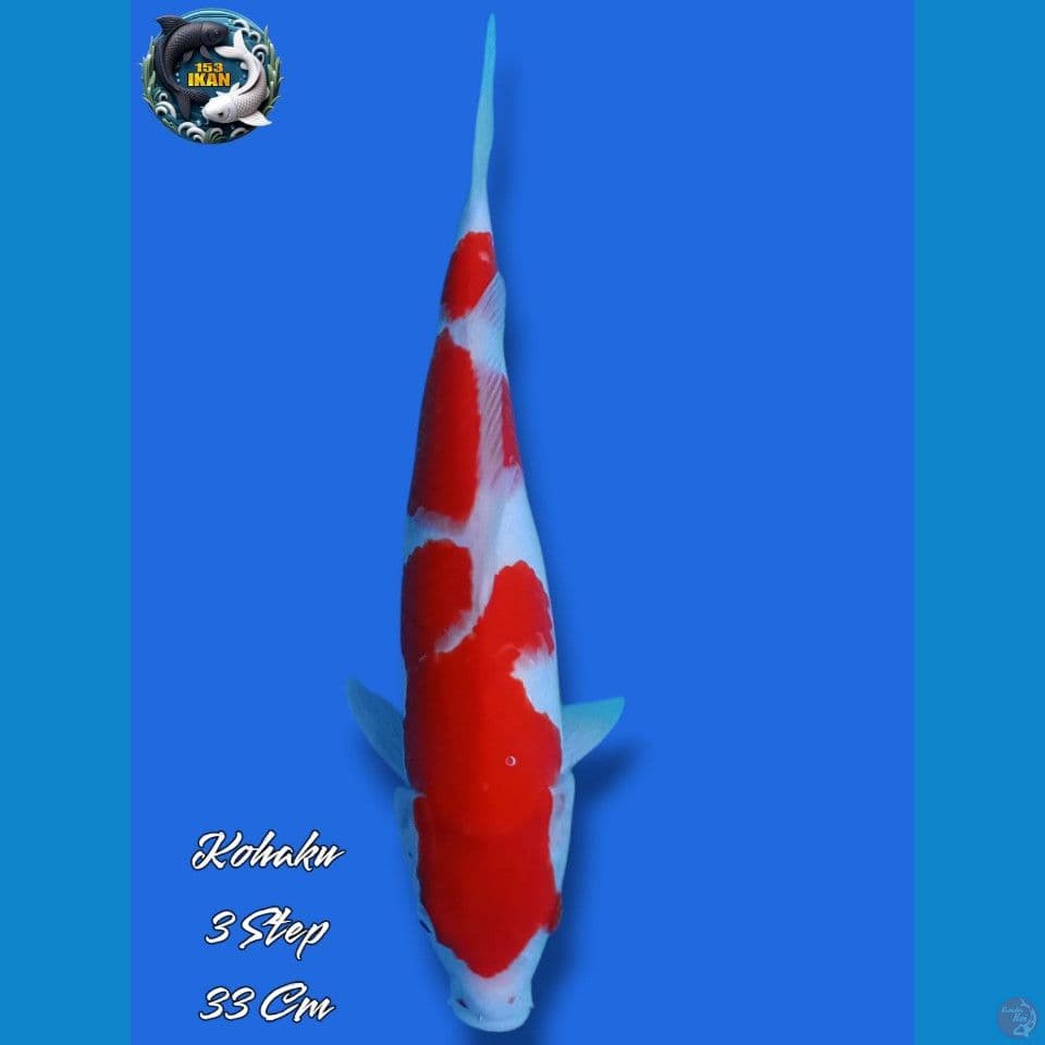 Kohaku 3 Step