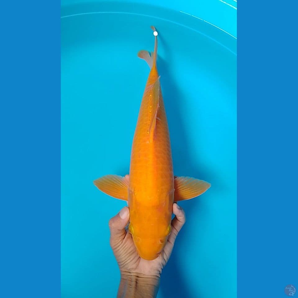 karashi 41cm.m