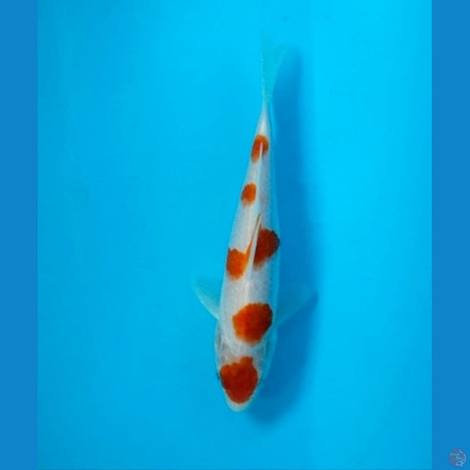Kohaku ceplok ceplok